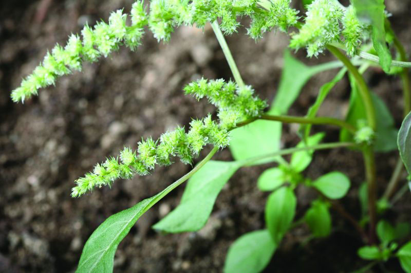 Amaranthus - Red Root